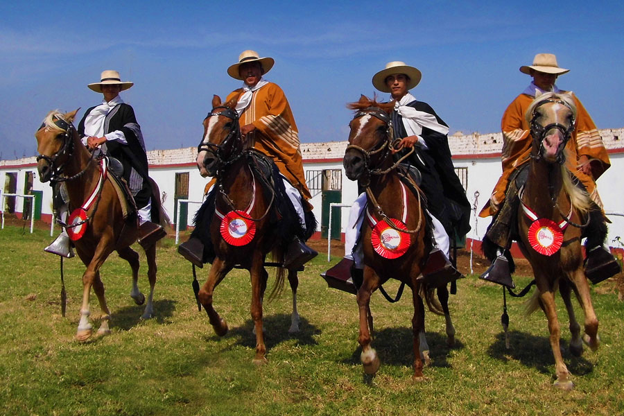 Caballos peruanos de paso