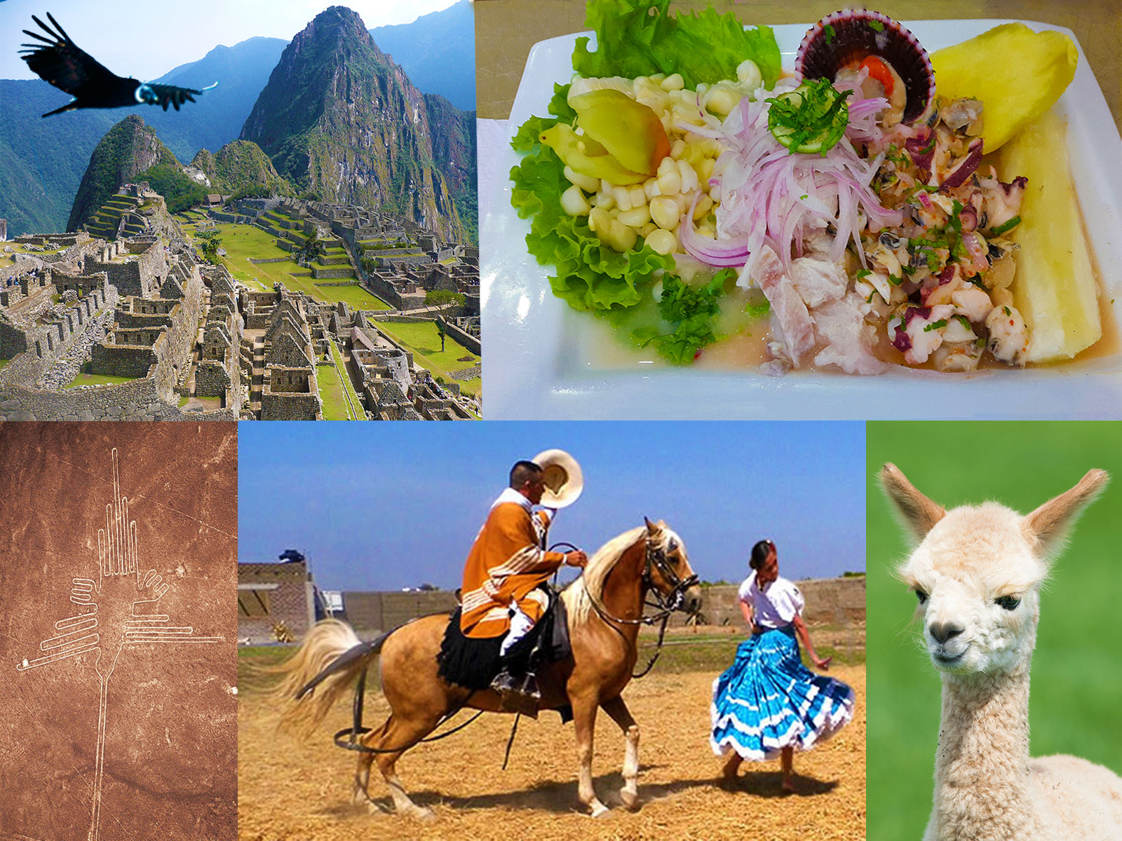 Conjunto de fotos representativas de Perú. Machu Picchu, un auquénido, Caballo de Paso y Marinera, el Colibrí de Nazca y un plato típico.