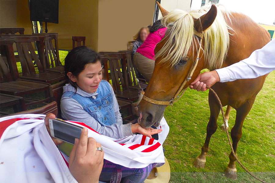 Niña dando alimento a un caballo de paso